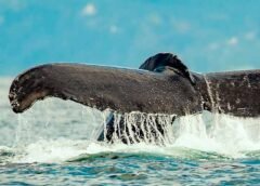 El destino perfecto para el avistamiento de ballenas en 2025