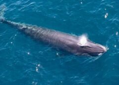 Perú capacita a brigadas de rescate de ballenas