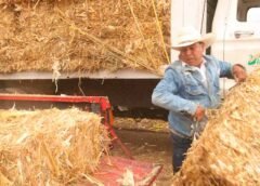 SEDEA entrega forraje a 260 productores pecuarios