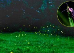 Tlalpujahua, Pueblo Mágico iluminado por la magia de las luciérnagas
