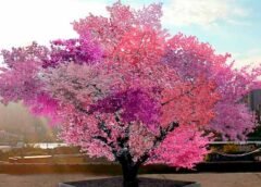 El increíble árbol Frankenstein, produce 40 frutas distintas