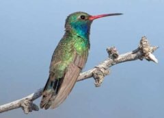El colibrí, una de las aves más fascinantes