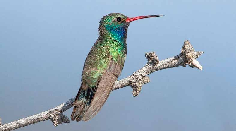 Colibrí