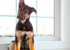 Los animales predicen desastres naturales