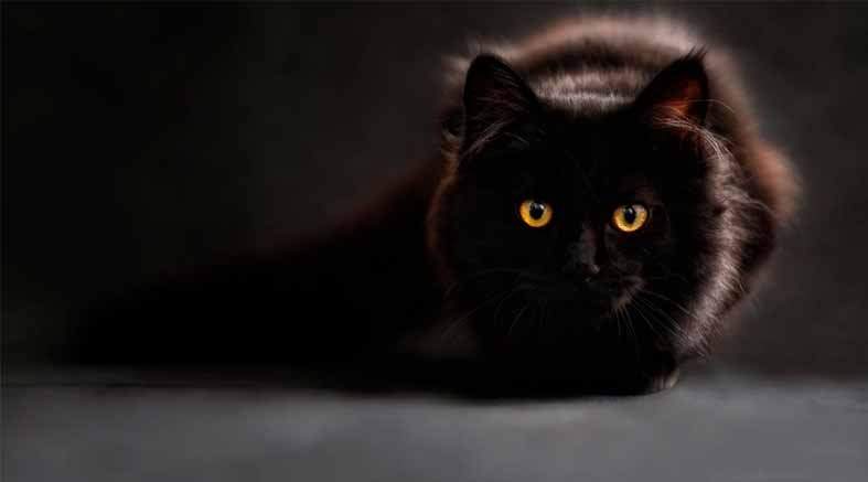 ¿Tocas madera y evitas pasar bajo la escalera?