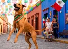 Declaran al perro Caramelo como raza 100 % nacional