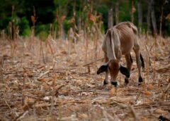 ONU alerta que ‘El Niño’ aumenta la inseguridad alimentaria