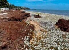 Miles de peces llegan muertos a la Bahía de Petempich en Quintana Roo