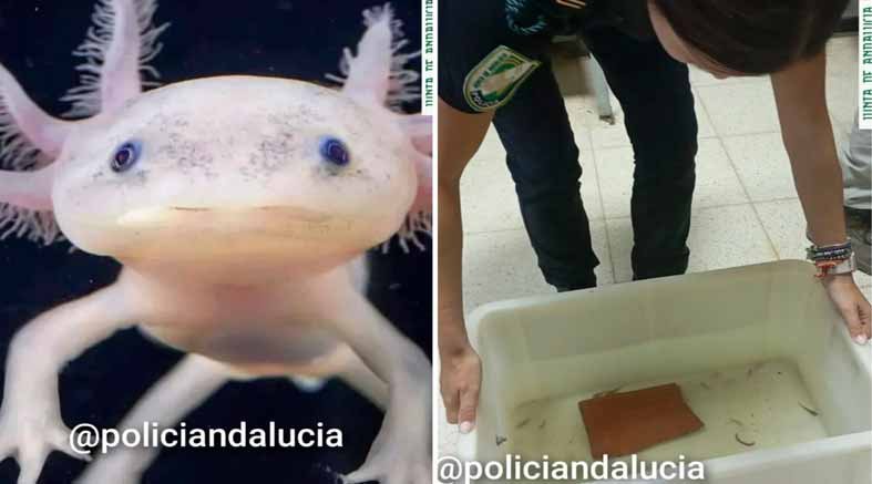 Recuperan en Granada 29 ajolotes mexicanos, vendidos de manera ilegal 2 Recuperan