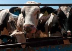 Solo dos estados de México están libres de gusano barrenador