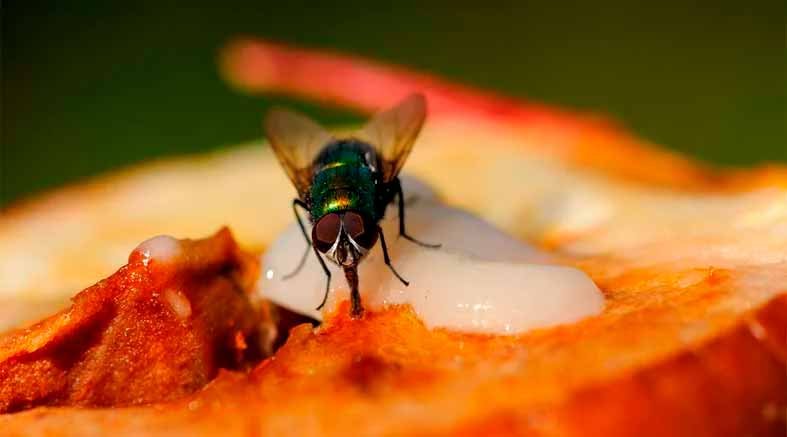 Mosca