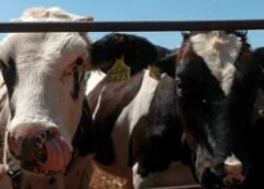 Aplazan al 8 de septiembre reinicio de exportación de ganado a EE.UU.